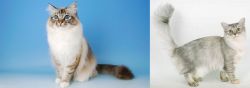 Birman vs Asian Semi-Longhair - Breed Comparison