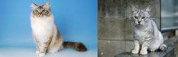 Birman vs Australian Mist - Breed Comparison