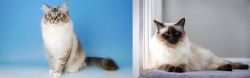 Birman vs Balinese - Breed Comparison