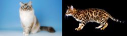 Birman vs Bengal - Breed Comparison