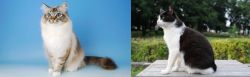Birman vs Bicolor - Breed Comparison
