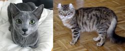 Blue Russian vs American Curl - Breed Comparison