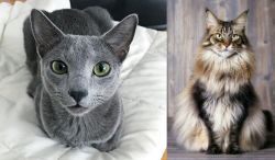 Blue Russian vs American Longhair - Breed Comparison