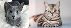 Blue Russian vs American Shorthair - Breed Comparison