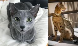 Blue Russian vs Ashera - Breed Comparison