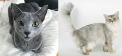 Blue Russian vs Asian Semi-Longhair - Breed Comparison
