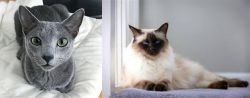 Blue Russian vs Balinese - Breed Comparison