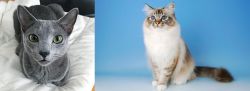 Blue Russian vs Birman - Breed Comparison
