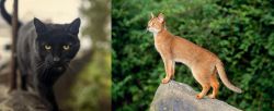 Bombay vs Abyssinian - Breed Comparison