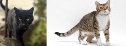 Bombay vs American Wirehair - Breed Comparison