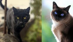 Bombay vs Applehead Siamese - Breed Comparison
