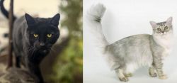 Bombay vs Asian Semi-Longhair - Breed Comparison