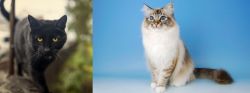 Bombay vs Birman - Breed Comparison