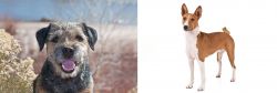 Border Terrier vs Basenji - Breed Comparison