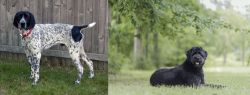 Braque d'Auvergne vs Bouvier des Flandres - Breed Comparison