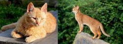 Brazilian Shorthair vs Abyssinian - Breed Comparison