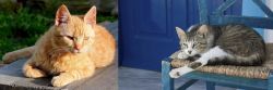Brazilian Shorthair vs Aegean - Breed Comparison