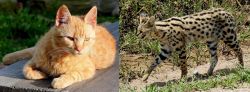 Brazilian Shorthair vs African Serval - Breed Comparison