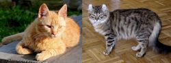 Brazilian Shorthair vs American Curl - Breed Comparison