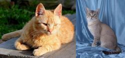 Brazilian Shorthair vs American Keuda - Breed Comparison