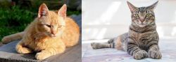 Brazilian Shorthair vs American Polydactyl - Breed Comparison