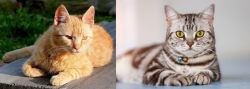 Brazilian Shorthair vs American Shorthair - Breed Comparison