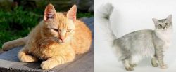 Brazilian Shorthair vs Asian Semi-Longhair - Breed Comparison