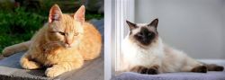 Brazilian Shorthair vs Balinese - Breed Comparison