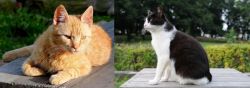 Brazilian Shorthair vs Bicolor - Breed Comparison