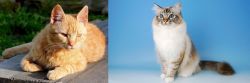 Brazilian Shorthair vs Birman - Breed Comparison