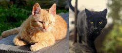 Brazilian Shorthair vs Bombay - Breed Comparison