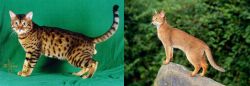 Bristol vs Abyssinian - Breed Comparison