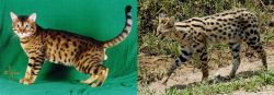 Bristol vs African Serval - Breed Comparison