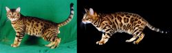 Bristol vs Bengal - Breed Comparison
