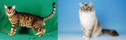 Bristol vs Birman - Breed Comparison