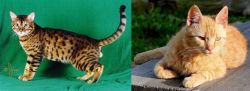 Bristol vs Brazilian Shorthair - Breed Comparison