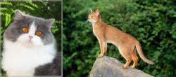 British Longhair vs Abyssinian - Breed Comparison