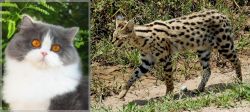 British Longhair vs African Serval - Breed Comparison