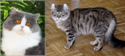 British Longhair vs American Curl - Breed Comparison