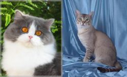British Longhair vs American Keuda - Breed Comparison