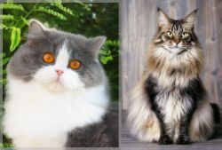 British Longhair vs American Longhair - Breed Comparison