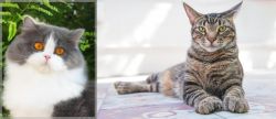 British Longhair vs American Polydactyl - Breed Comparison