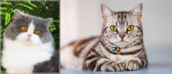 British Longhair vs American Shorthair - Breed Comparison
