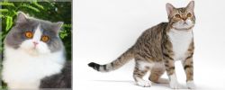British Longhair vs American Wirehair - Breed Comparison