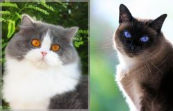 British Longhair vs Applehead Siamese - Breed Comparison
