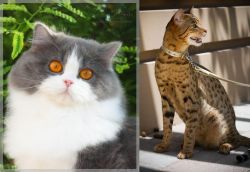 British Longhair vs Ashera - Breed Comparison