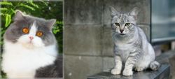 British Longhair vs Australian Mist - Breed Comparison