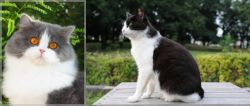 British Longhair vs Bicolor - Breed Comparison