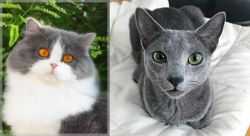 British Longhair vs Blue Russian - Breed Comparison