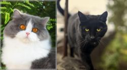 British Longhair vs Bombay - Breed Comparison